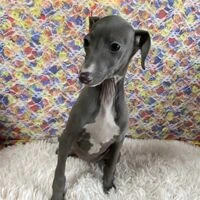 画像2219：イタグレ ニコ