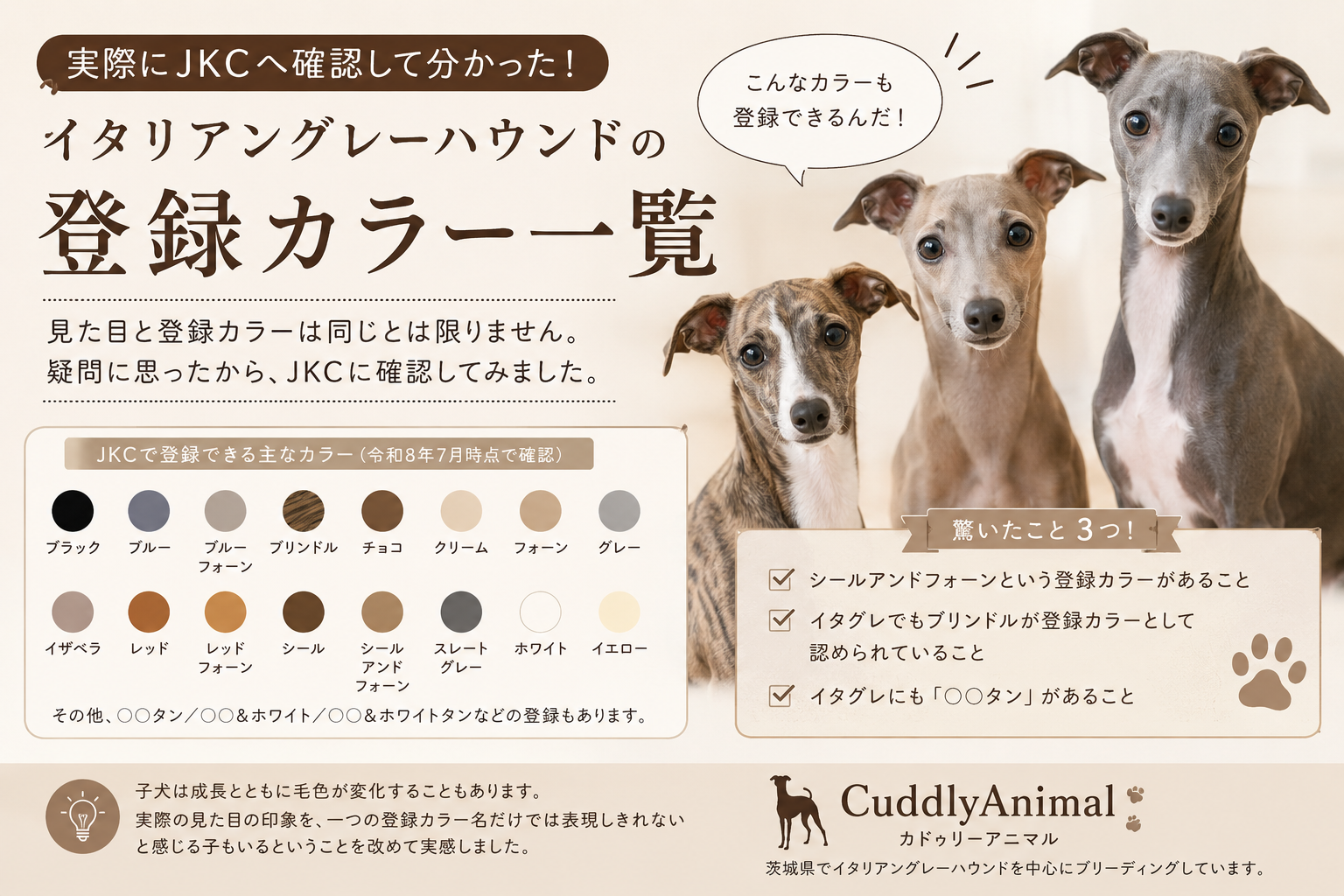 JKCで登録できるイタリアングレーハウンドの毛色一覧｜実際に