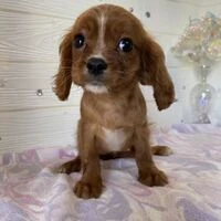 画像4123：イタグレ ニコ