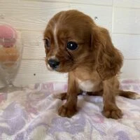 画像4128：イタグレ ニコ