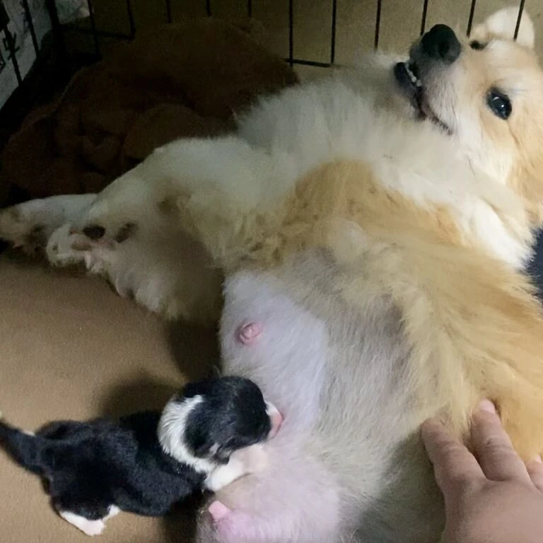 ブログ