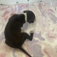 画像4303：イタグレ ニコ