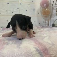 画像4316：イタグレ ニコ
