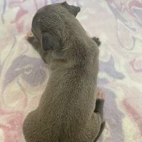 画像4332：イタグレ ニコ