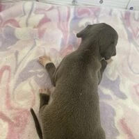 画像4340：イタグレ ニコ