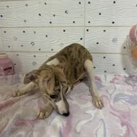 画像4500：イタグレ ニコ