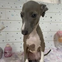 画像4526：イタグレ ニコ