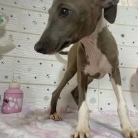 画像4533：イタグレ ニコ