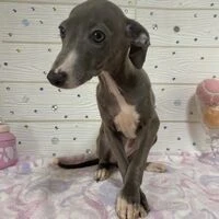 画像4544：イタグレ ニコ