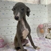 画像4545：イタグレ ニコ