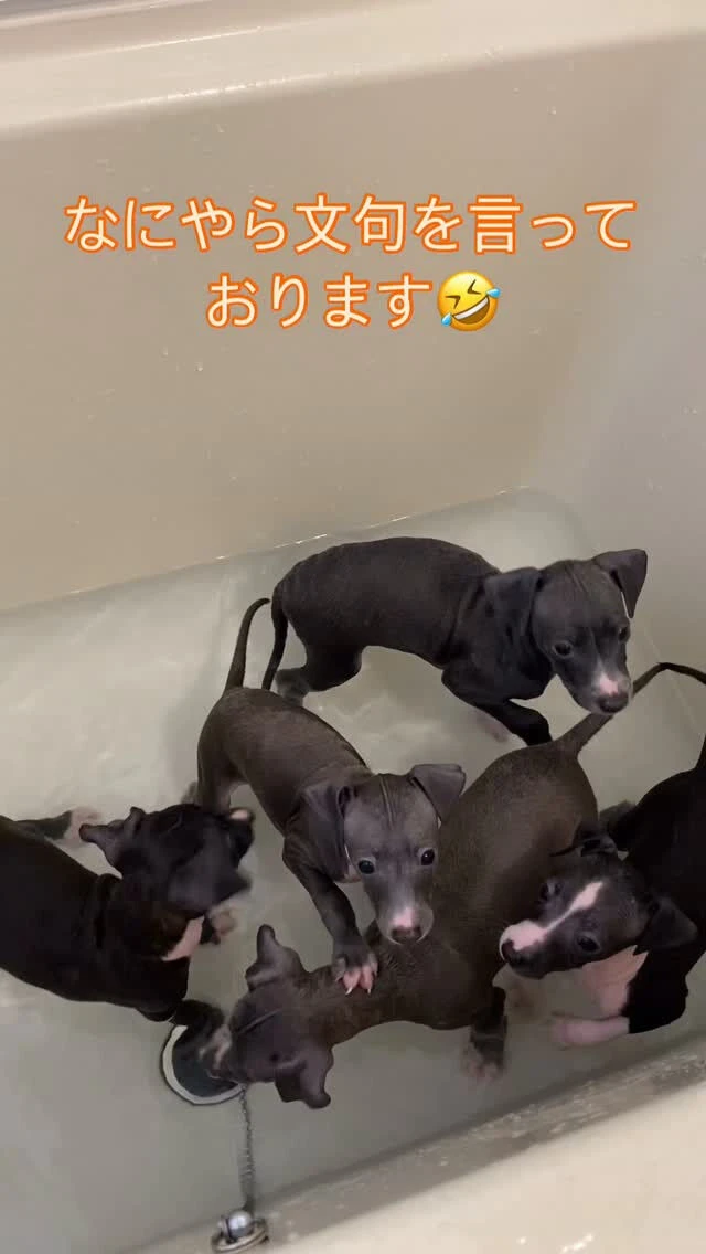 ブログ