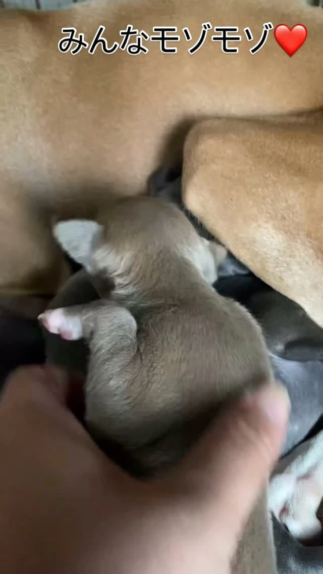 ブログ